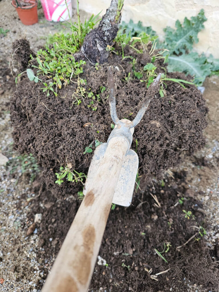 quitando tierra almendro de vivero a bonsái con azada