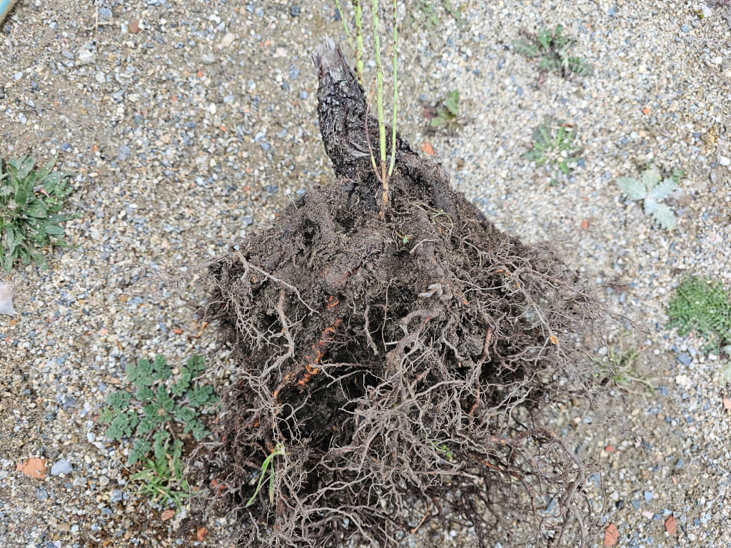 raíces de almendro de vivero a bonsái