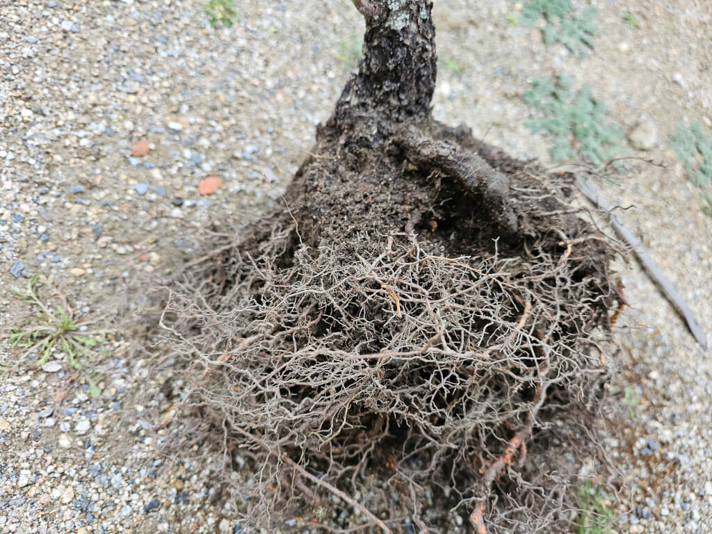 raíces de almendro de vivero a bonsái