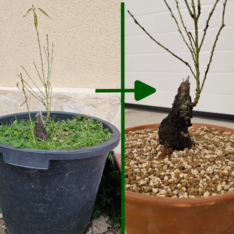 pasar de almendro de vivero a bonsái