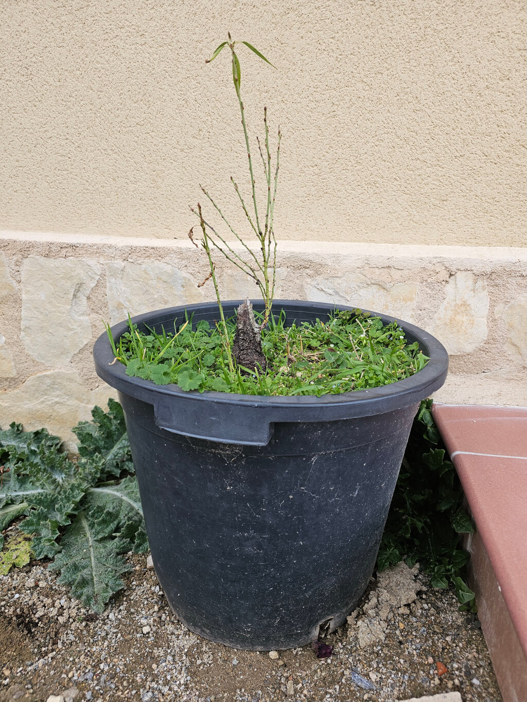 Almendro de vivero a bonsái