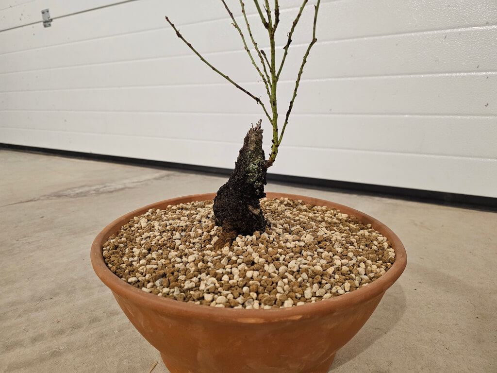 resultado final almendro de vivero a bonsái