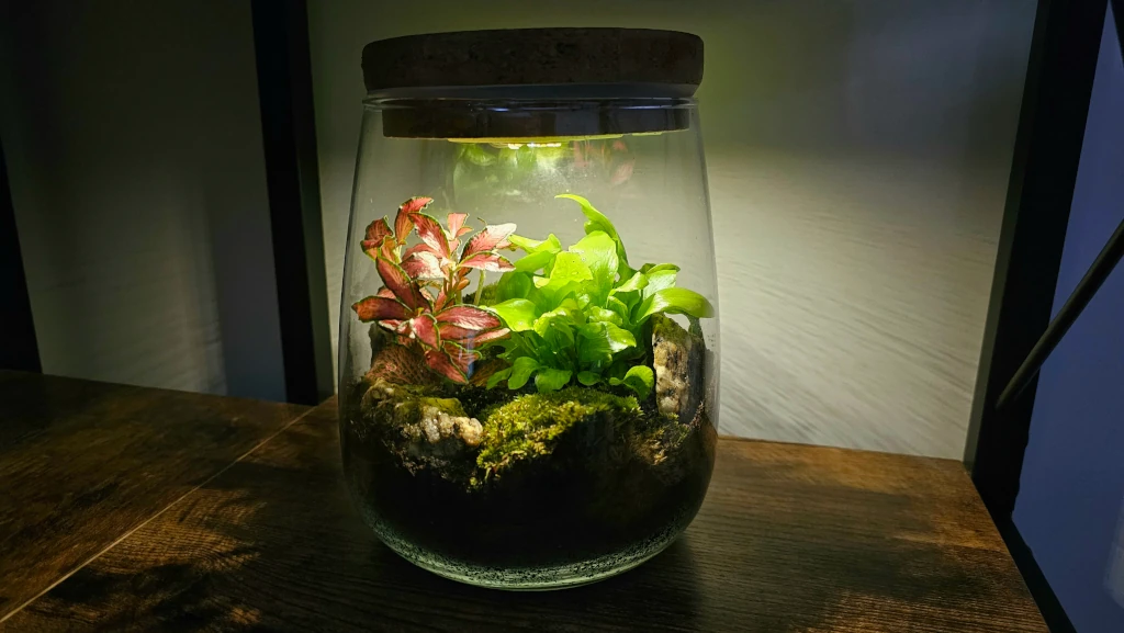 Terrario eterno – Cómo cuidar tu mini terrarium