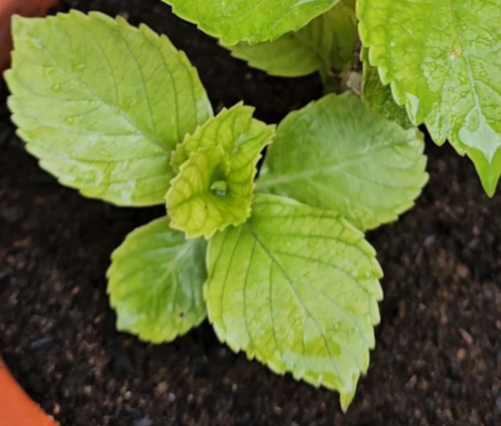 detalle de hoja con clorosis férrica