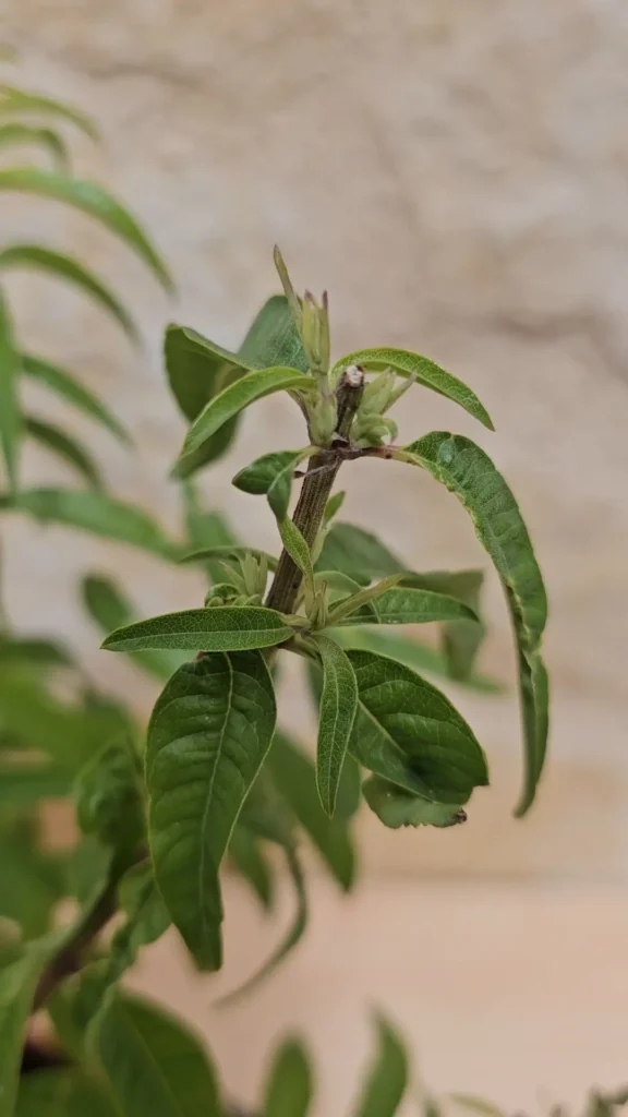 brotes hierba luisa tras pinzado poda