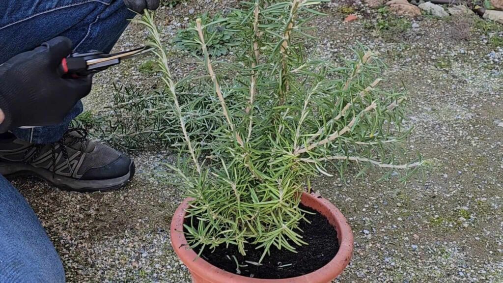 podar romero correctamente