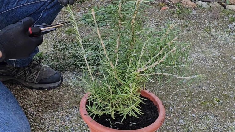 podar romero correctamente