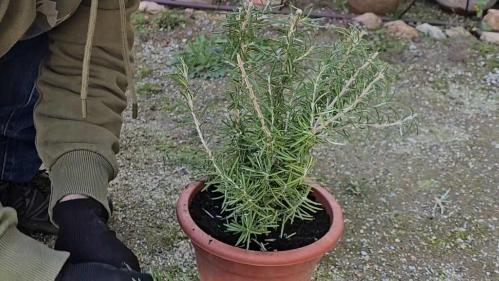 resultado final poda de romero